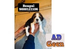 Beagal puppy available in jalandhar ludhiana phagwara call 9888121106
